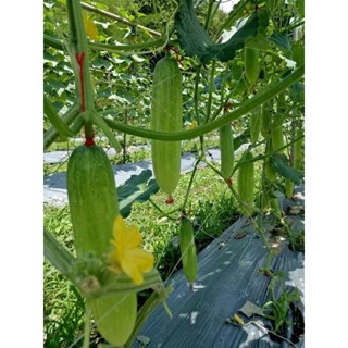 แตงกวา 40-100 เมล็ด ปลูกง่ายโตเร็ว เมล็ดพันธ์ุผัก ผลผลิตดี […