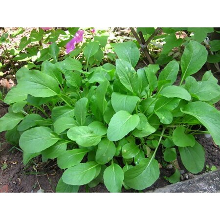กวางตุ้งใบ เมล็ดพันธุ์ เมล็ดกวางตุ้ง 300-1000 เมล็ด [ซื้อ 10 แถม 1 คละได้] งอกดี ปลูกง่าย โตไว ผลผลิตสูง