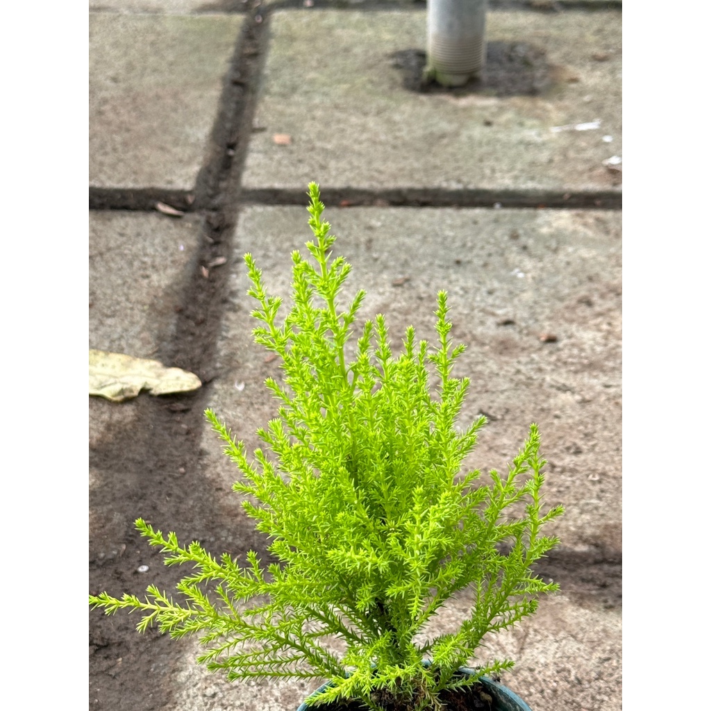 มุมมอง 4