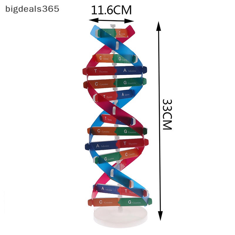 [bigdeals365] ของเล่นโมเดล DNA เพื่อการเรียนรู้เด็ก