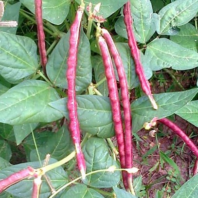 เมล็ดพันธุ์ ถั่วพุ่มม่วงไร้ค้าง40 เมล็ด [10 แถม 1 คละได้]