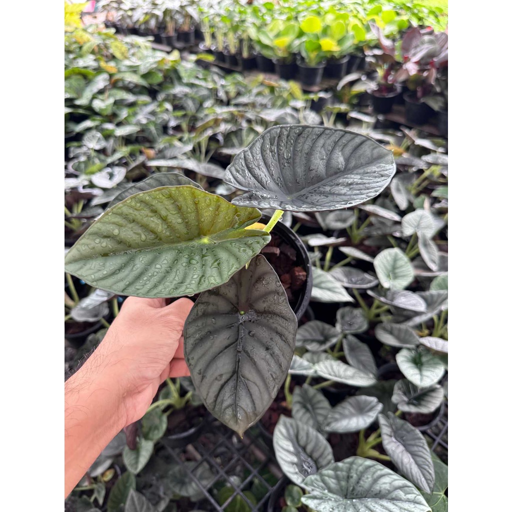 มุมมอง 2