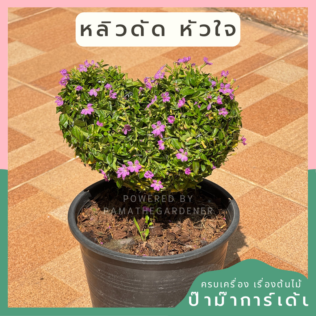 หลิวไต้หวัน ดัดรูปหัวใจ เหมาะเป็นของขวัญ วาเลนไทน์