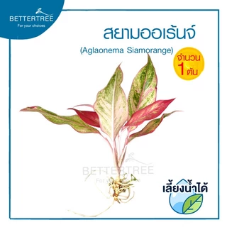 สยามออเร้นจ์ (จำนวน 1 ต้น) 💧สามารถเลี้ยงน้ำได้ ไม้ฟอกอากาศ