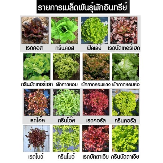 เมล็ดพันธุ์ผักสลัด เมล็ดผักอินทรีย์ เรดคอส เรดโอ๊ค กรีนคอสกรีนโอ๊ค 100-200 เมล็ด 10 บาท [10 แถม 1 คละได้]