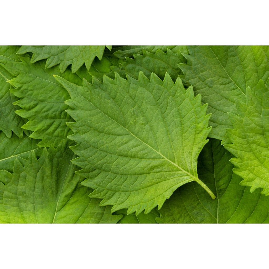 เมล็ด​พันธุ์​ ใบงาเกาหลี​ เมล็ดพันธุ์ชิโสะ สีเขียว Green Shiso 50-120​ เมล็ด เมล็ดใบงาเกาหลี​ โอบะ [ซื้อ 10 แถม1คละได้]