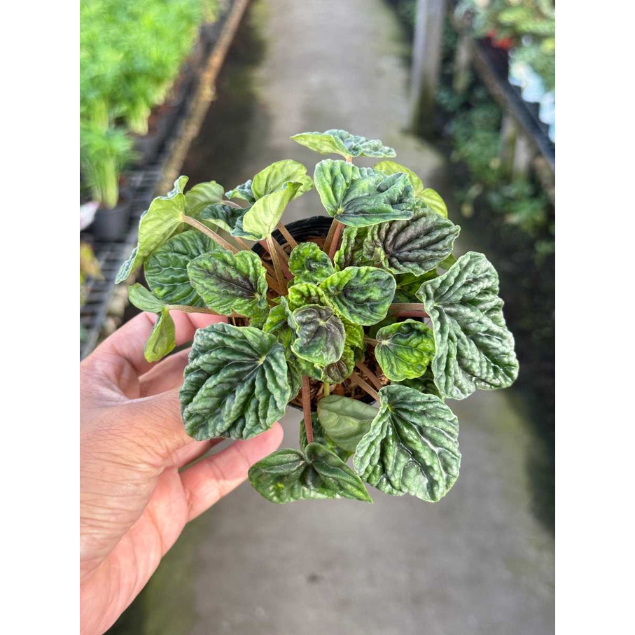 มุมมอง 8