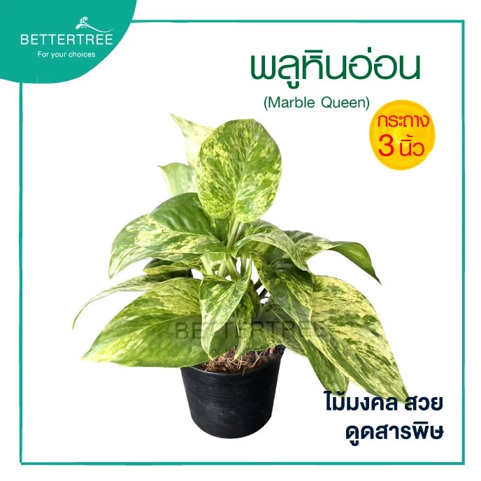 พลูหินอ่อน กระถาง 3 นิ้ว Epipremnum Aureum Marble Queen พลูด่าง ไม้ฟอกอากาศ