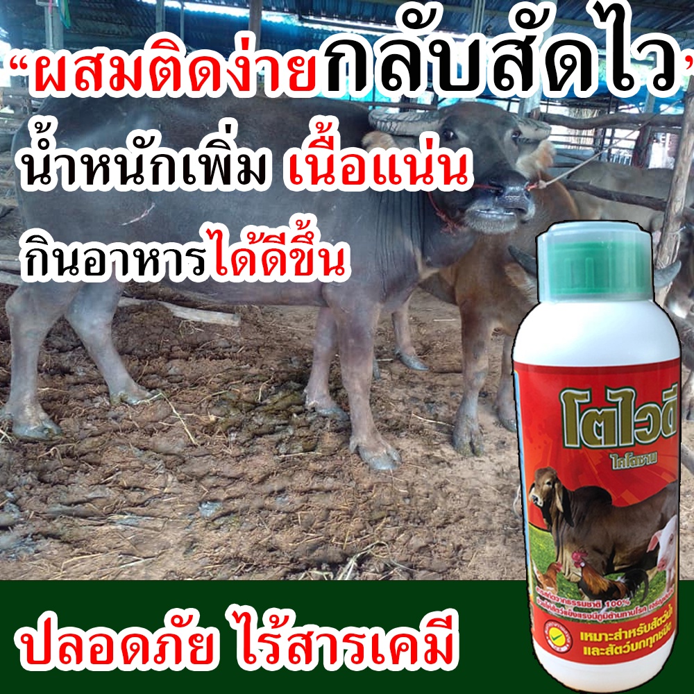 (เห็นผล100%) ยาควายไคโตชาน ยาควายเร่งผสมพัน 1 ลิตร วิตามินบำรุงระบบสืบพันธุ์วัว อาหารบํารุงวัวท้อง ย