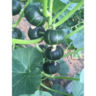 เมล็ดพันธุ์ ฟักทองญี่ปุ่น ฟักทองพวงญี่ปุ่น สีเขียว ปลูกง่าย …