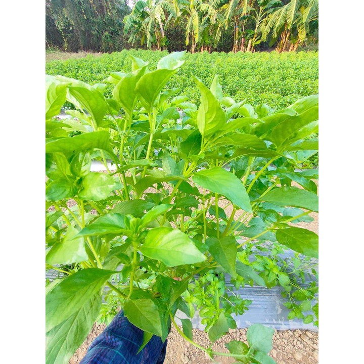 แมงลัก ผักสวนครัวหน้าบ้าน  ปลูกง่าย โตเร็ว ผลผลิตสูง คัดพิเศษ 500-12000 เมล็ด(10 แถม 1 คละได้)