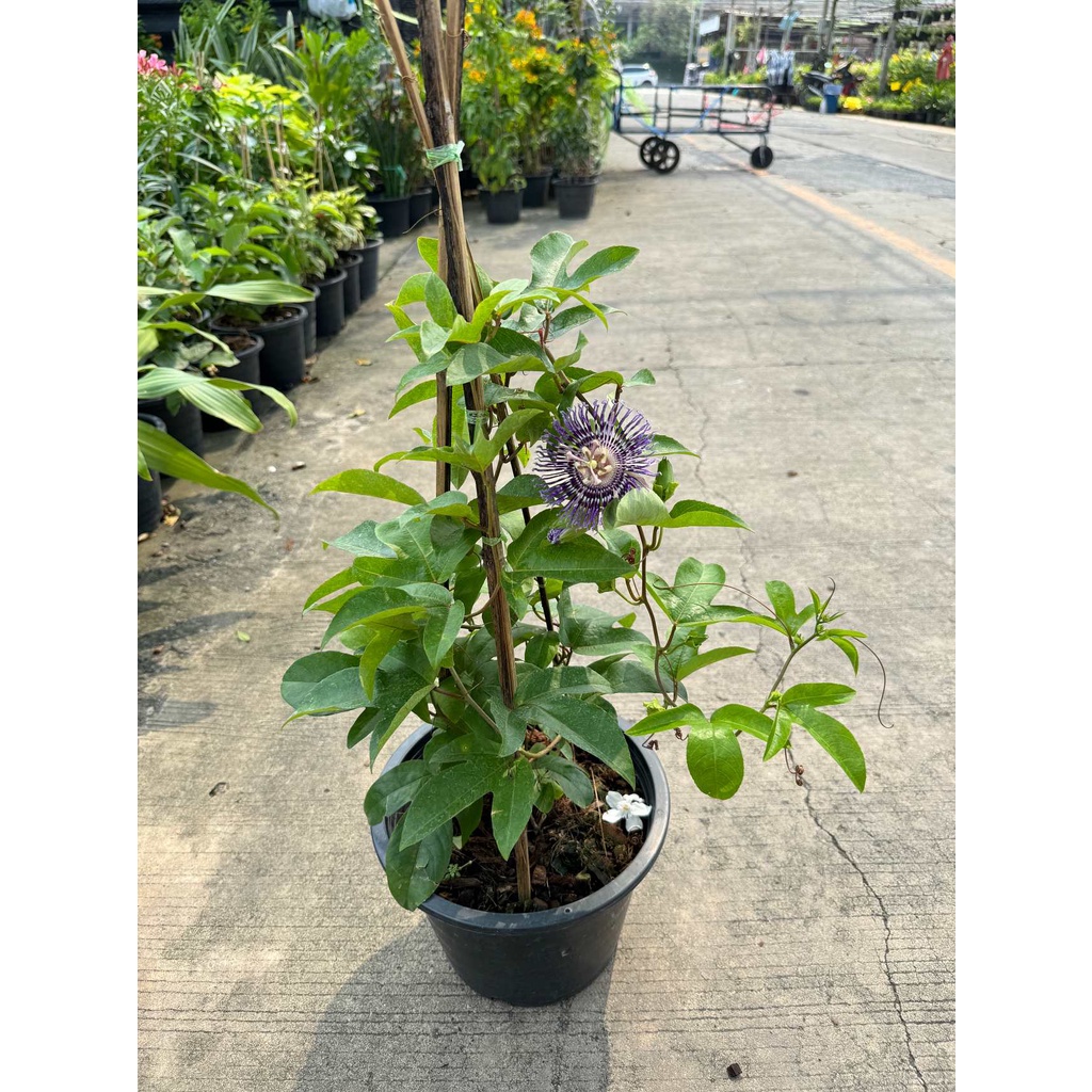 มุมมอง 4