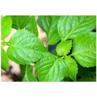 เมล็ดพันธุ์ยี่หร่ากะเพาควาย บรรจุ 40-100 เมล็ด [ซื้อ 10 แถม …