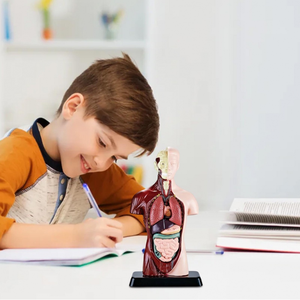 โมเดลร่างกายมนุษย์ กายวิภาคศาสตร์มนุษย์ ถอดออกได้ 6 ชิ้น ของเล่นเสริมการศึกษา สําหรับเด็กก่อนวัยเรียน - รูปที่ 5