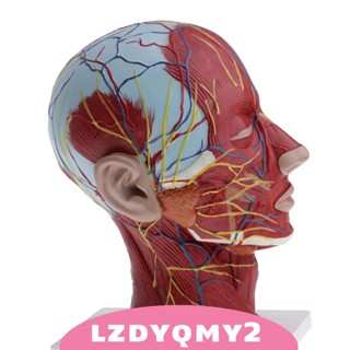 [Lzdyqmy2] โมเดลหัวคน และคอ 1:1 สําหรับออกกําลังกายกล้ามเนื้อ