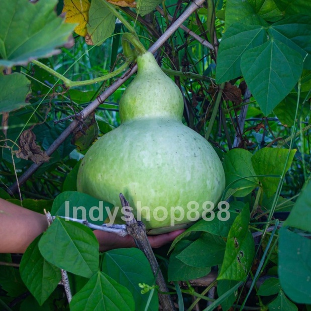 เมล็ดพันธุ์ น้ำเต้าเซียน คัดพิเศษ ปลูกต่อได้ 10 แถม 1 คละได้ ]