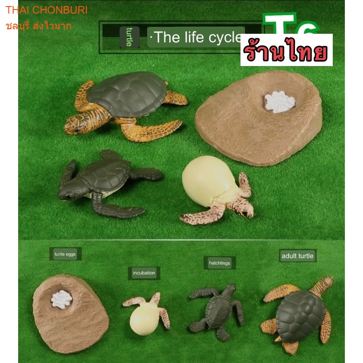 model โมเดลวงจรชีวิตสัตว์ สัตว์น้ำ