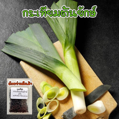 กระเทียมต้นยักษ์ 40-100 เมล็ด (Leek) กระเทียมต้นฝรั่ง เมล็ดกระเทียมต้น เมล็ดพันธุ์ [ซื้อ 10 แถม 1 คละได้]