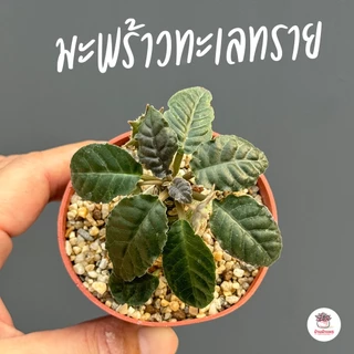 มะพร้าวทะเลทราย Dorstenia sp. ไม้อวบน้ำ กุหลาบหิน cactus&succulent