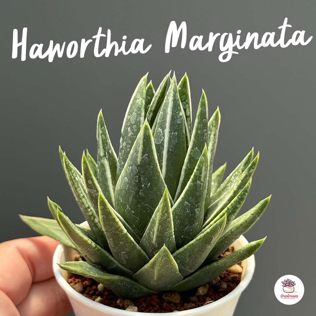 Haworthia Marginata ฮาโวเทีย น้ำตานางฟ้า ไม้อวบน้ำ กุหลาบหิน cactus&amp;succulentหลากหลายสายพันธุ์
