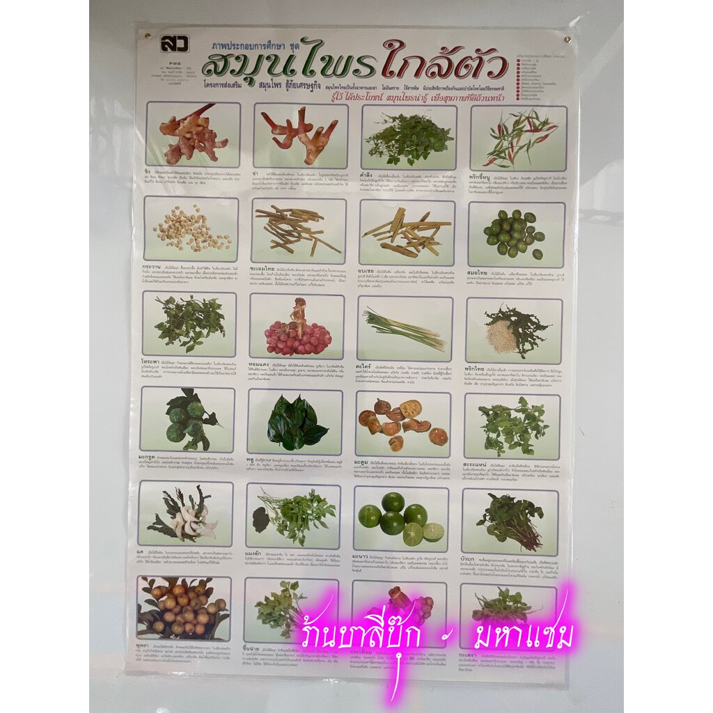 ภาพโปสเตอร์สมุนไพรใกล้ตัว - [No.25] - (53x78cm กระดาษอาร์ตมัน 4 สี แบบหุ้มพลาสติก) แผ่นภาพประกอบการศึกษา สื่อการเรียน...