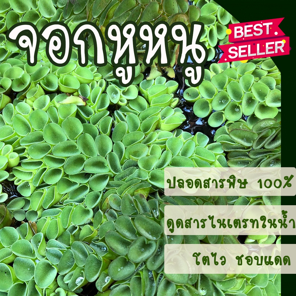 จอกหูหนู จอกรังผึ้ง 200 กรัม พืชน้ำ ต้นไม้น้ำ เหมาะจัดตู้ปลา ประดับอ่างปลา ไม้น้ำประดับ​ ปลูกประดับในน้ำ ราคา ถูกที่สุด ดีลบีเคเค รูปภาพหลัก