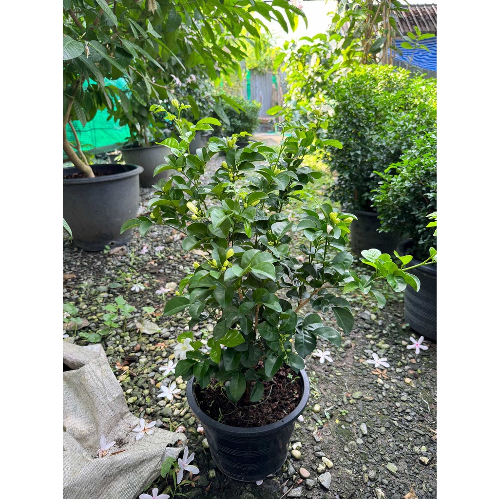 มุมมอง 5