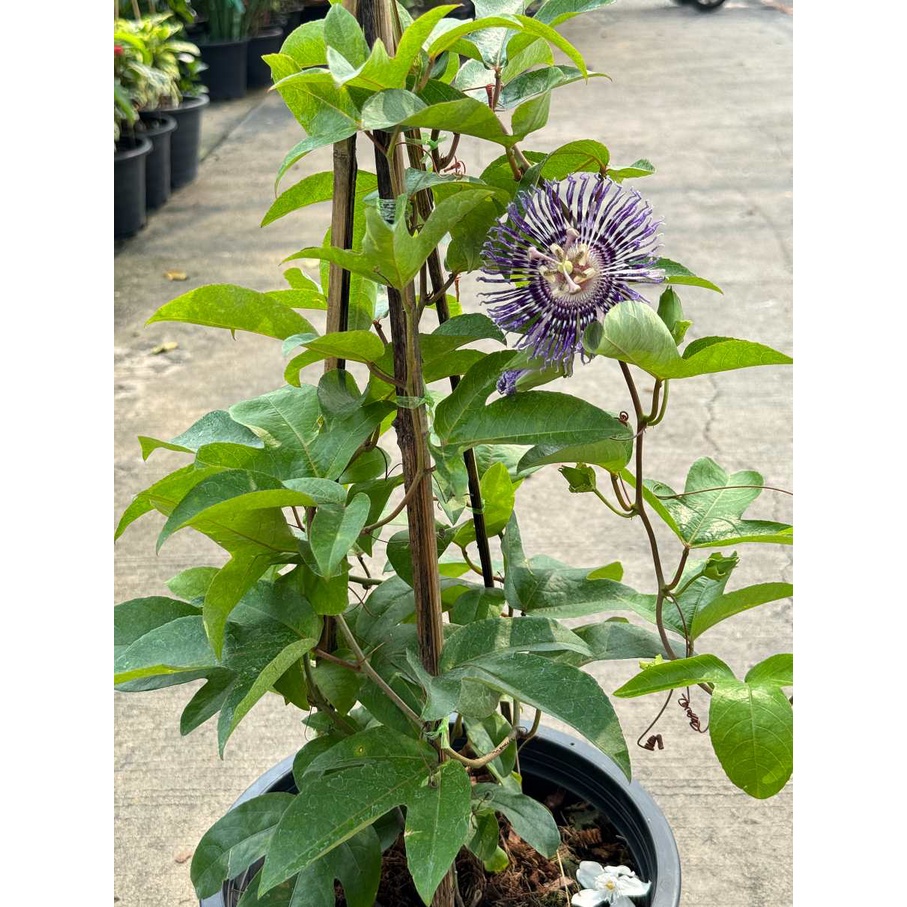 มุมมอง 5