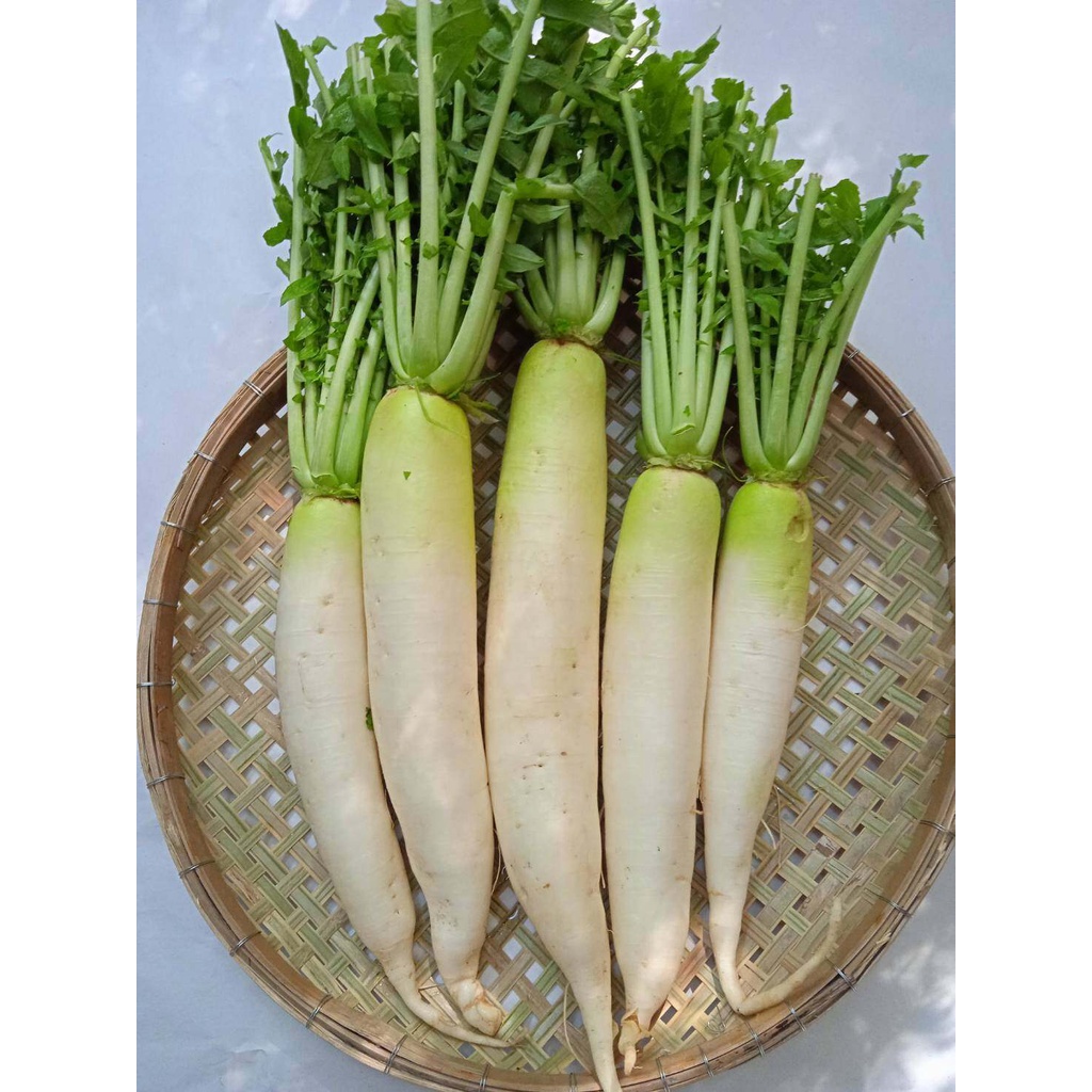 หัวไชเท้าขาว เรดิช​หัว ปลูกง่ายโตเร็ว 100-200 เมล็ด เมล็ดพัน​ธุ์​ [10 แถม 1 คละได้] งอกดี ปลูกง่าย โตไว ผลผลิตสูง