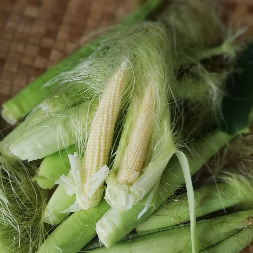 เมล็ดพันธุ์ ข้าวโพดฝักอ่อน ข้าวโพดอ่อน 300 เมล็ด [10 แถม 1 คละได้] งอกดี ปลูกง่าย โตไว ผลผลิตสูง