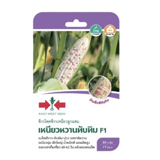 ข้าวโพดข้าวเหนียว เหนียวหวานทับทิม SD/F1-039 ผักซอง ศรแดง F1…