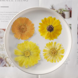ปฏิทินคาเลนดูล่า ตัวอย่าง กาวหยด ดอกไม้แห้ง DIY สบู่แฮนด์เมด วัสดุดอกไม้ พืช การสอน วัสดุดอกไม้ที่แท้จริง ธรรมชาติ