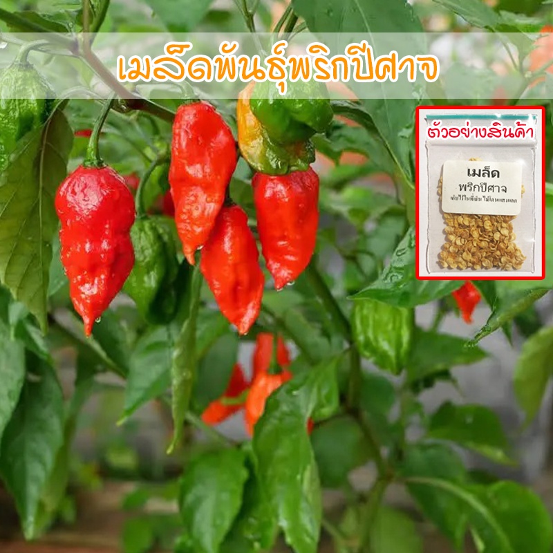 เมล็ดพันธุ์พริกปีศาจ พริกผิวย่น 3-35 เมล็ด ปลูกได้ทั้งแปลงและกระถาง [10 แถม 1 คละได้] – โปรปัง