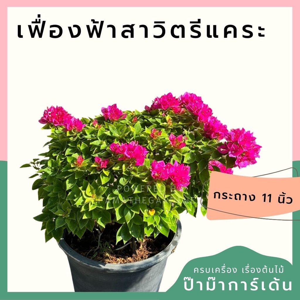 เฟื่องฟ้า สาวิตรี กระถาง 11 นิ้ว