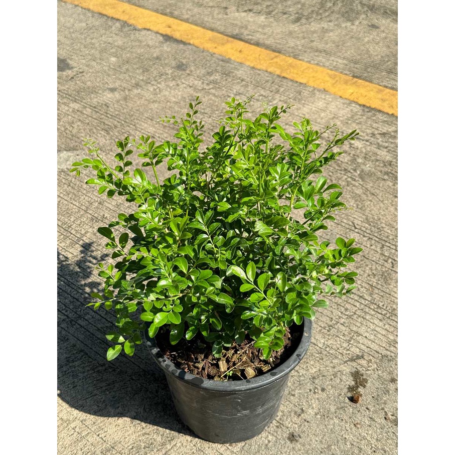 มุมมอง 6