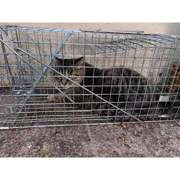 กรงดักแมว Weasel Trap Weasel โคมไฟแมวป่าจับกรงหนูหนูหนูหนูหนู