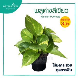 พลูสีเขียว กระถาง 3 นิ้ว ต้นไม้ฟอกอากาศ ต้นไม้ พลูด่าง