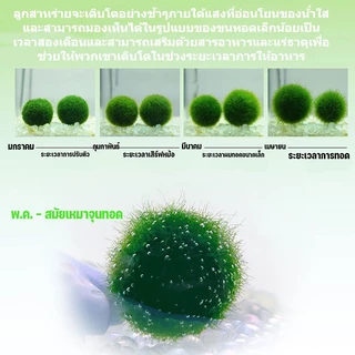 พร้อมส่ง✅ Marimo มาริโมะ เซ็ทพร้อมขวดแก้ว เหมาะสำหรับให้เป็นของขวัญสำหรับคนที่รัก