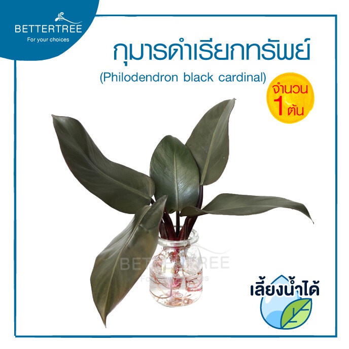 (พร้อมส่ง)กุมารดำ(ต้นไม้เลี้ยงน้ำ) จำนวน 1 ต้น :ไม้มงคล ไม้ฟอกอากาศ