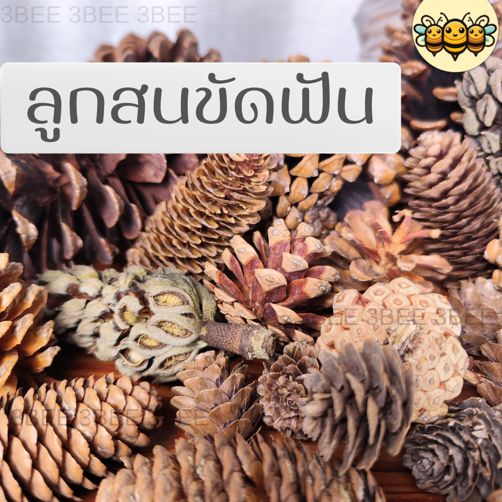 3B ลูกสนแห้ง ลูกสนลับฟัน ลูกสนขัดฟัน ลูกสนตกแต่ง