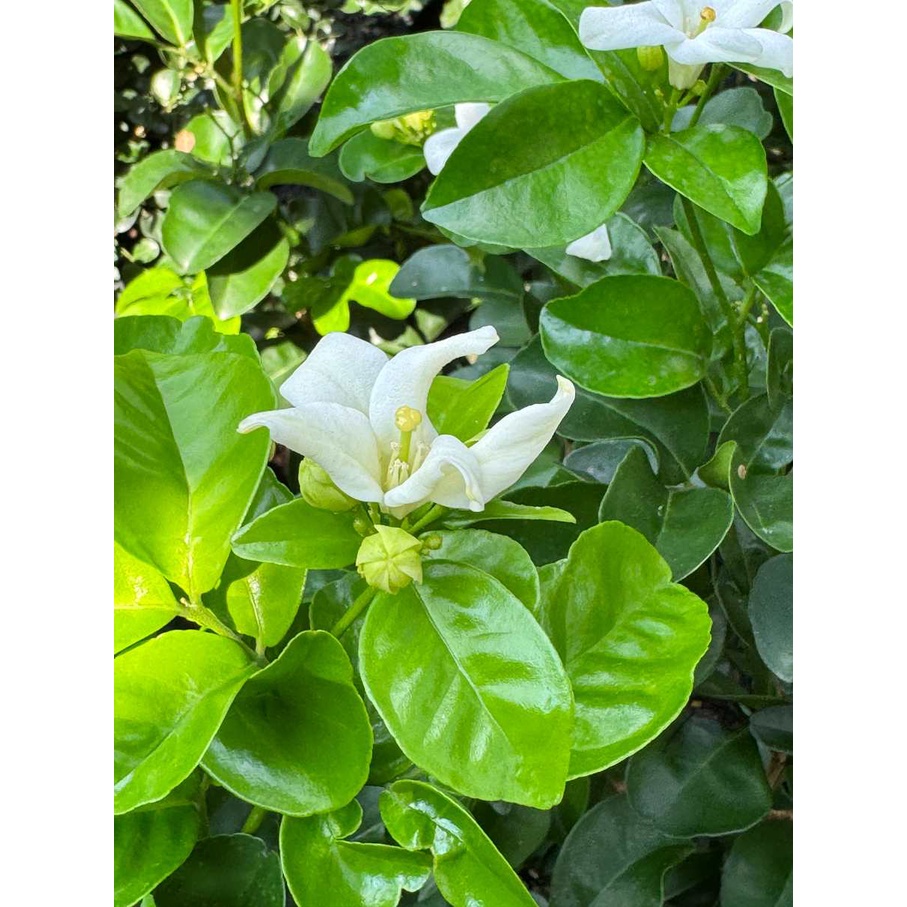 มุมมอง 2