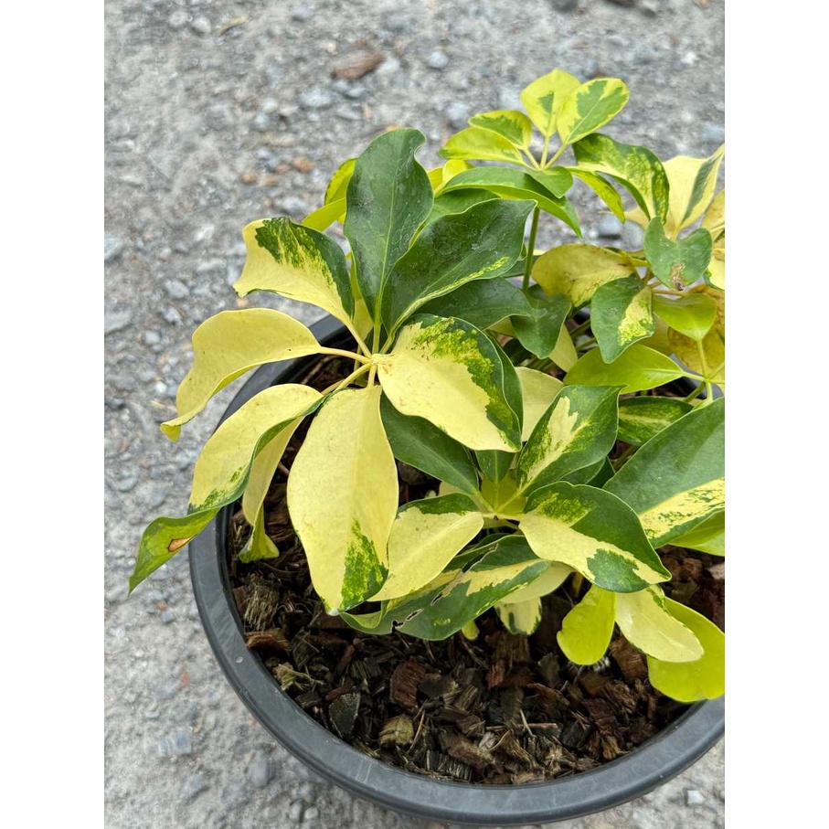 มุมมอง 3