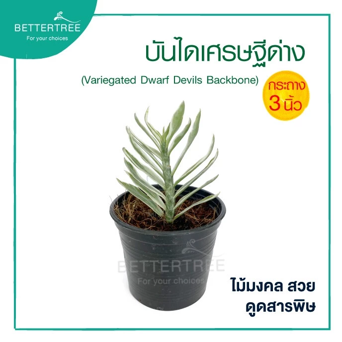 บันไดเศรษฐีด่าง กระถาง 3 นิ้ว ต้นไม้มงคล ต้นไม้ฟอกอากาศ ต้นไม้ plant