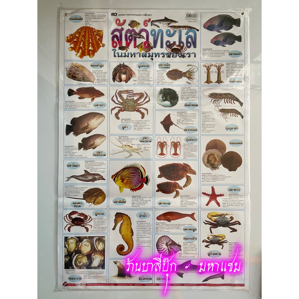 ภาพโปสเตอร์สัตว์ทะเลในมหาสมุทรของเรา - [No.36] - (53x78cm กระดาษอาร์ตมัน 4 สี แบบหุ้มพลาสติก) แผ่นภาพประกอบการศึกษา ส...