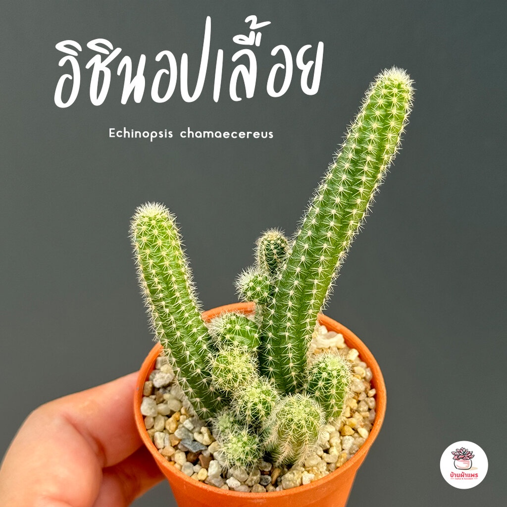 อิชินอปเลื้อย Echinopsis chamaecereus แคคตัส กระบองเพชร cactus&succulent