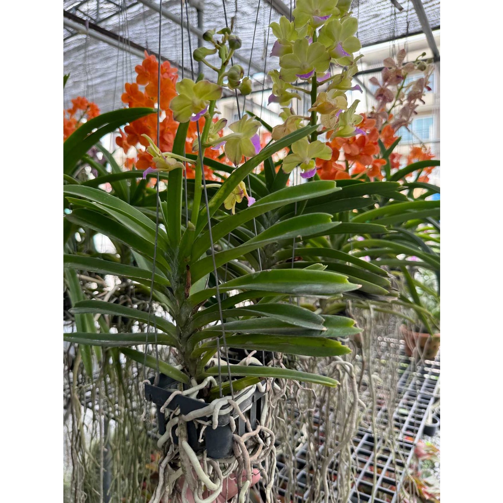 มุมมอง 4