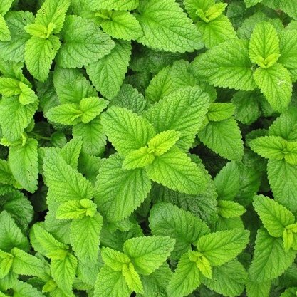 สเปียร์มินต์ มิ้นท์ญี่ปุ่น (Japanese mint ) ตัวเลือก 200 เมล็ด มิ้นกลิ่นหอม [ซื้อ 10 แถม 1 คละได้]