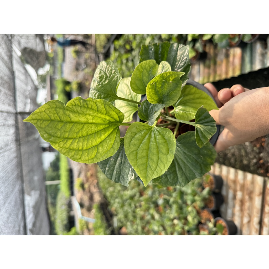 มุมมอง 3