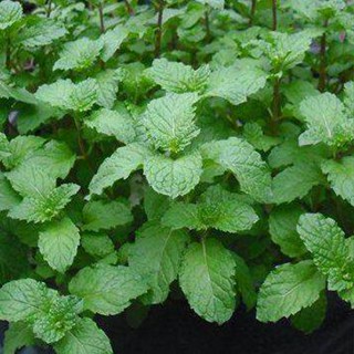 เมล็ดพันธุ์ สะระแหน่ เมล็ดเปปเปอร์มิ้น เปเปอร์มิ้น 600 เมล็ด…