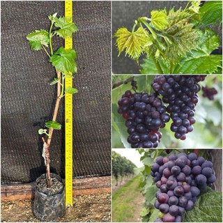 1 ต้นพันธุ์องุ่นแบล็คโอปอลเสียบยอดไร้เมล็ดให้ลูกใหญ่หวานอร่อ…